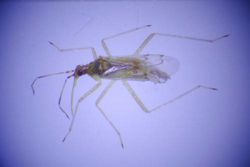 Dicyphus tamaninii