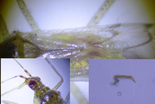 Dicyphus tamaninii