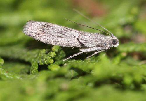 Dioryctria robiniella