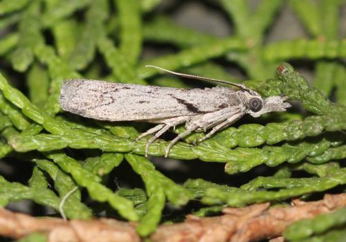 Dioryctria robiniella