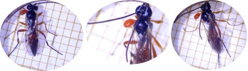 Diplazon laetatorius