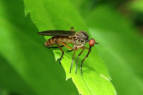 Empis livida