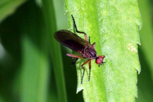 Empis livida