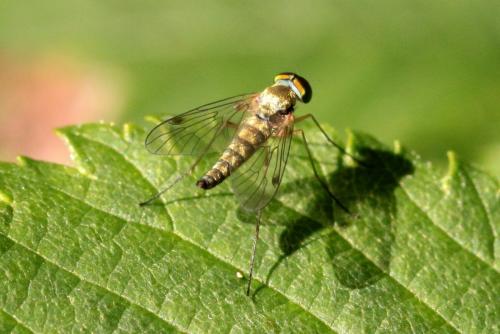 Réf. 166 214 : Chrysopilus asiliformis
