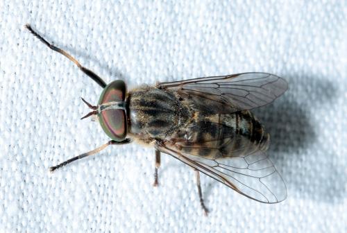 Réf. 166 380 : Tabanus bromius