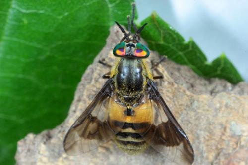 Réf. 166 517 : Chrysops viduatus