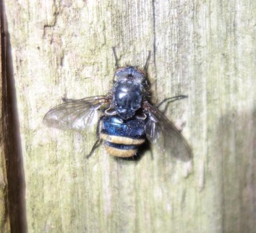 Réf. 166 306 : Calliphora sp.