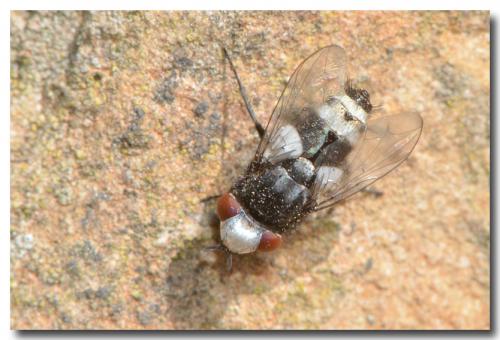 Réf. 166 323 : Sphenometopa sp.