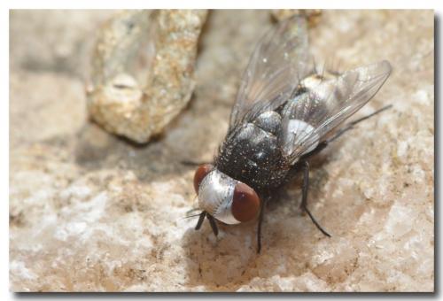 Réf. 166 325 : Sphenometopa sp.