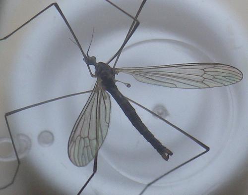 Pseudolimnophila lucorum