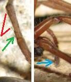 Drassodes sp.