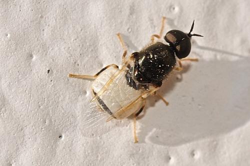 Nemotelus sp.
