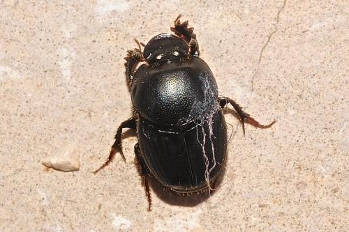 Onthophagus sp.