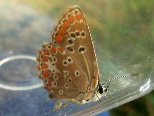Aricia agestis