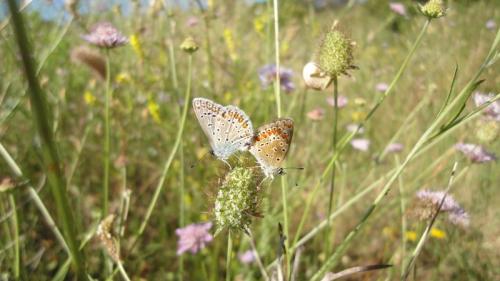 Polyommatus icarus