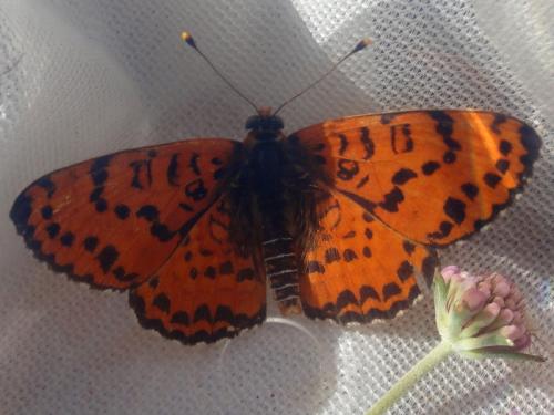 Réf. 166 258 : Melitaea didyma