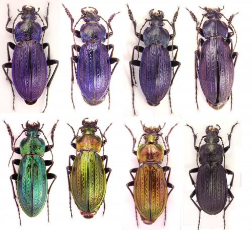 Carabus monilis