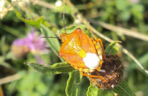 Carpocoris purpureipennis