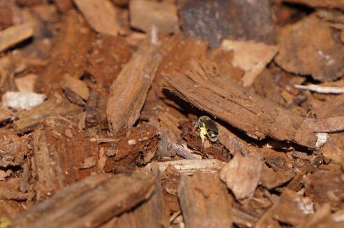 Lasioglossum sp.