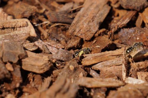 Lasioglossum sp.
