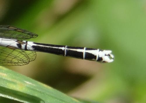 Réf. 166 561 : Platycnemis pennipes