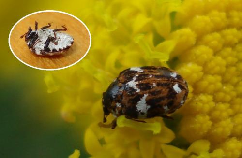 Réf. 166 104 : Anthrenus sp.