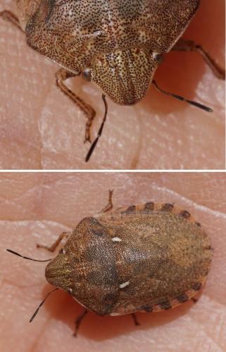 Eurygaster maura