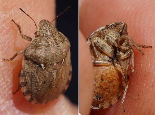 Eurygaster maura