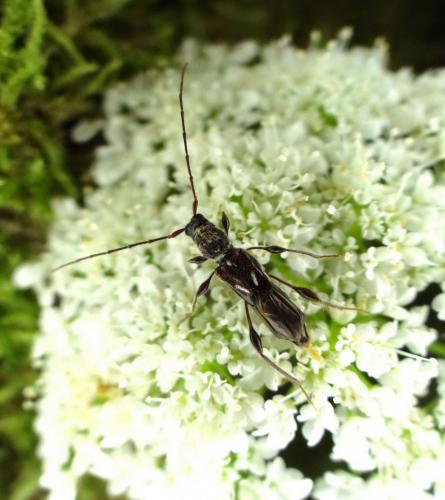 Réf. 166 035 : Molorchus minor