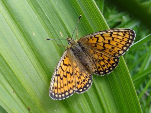 Boloria eunomia