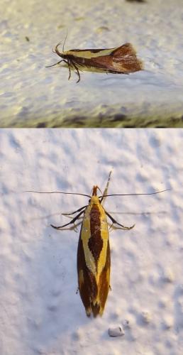 Harpella forficella
