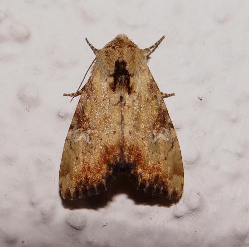 Réf. 166 802 : Apamea scolopacina