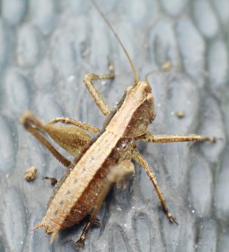 Tettigoniinae