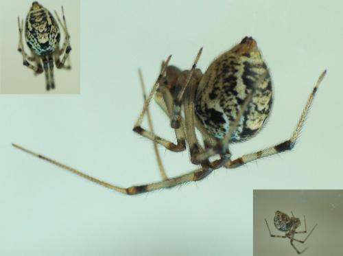 Réf. 166 288 : Parasteatoda tepidariorum