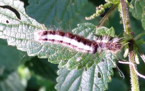 Réf. 166 313 : Acronicta psi