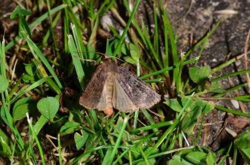 Diarsia brunnea