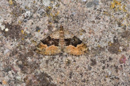 Réf. 166 996 : Xanthorhoe quadrifasiata