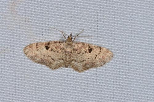 Réf. 166 434 : Eupithecia abietaria