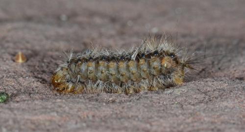 Diaphora mendica