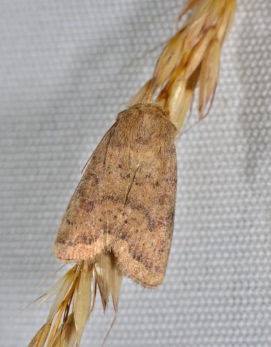 Hoplodrina octogenaria