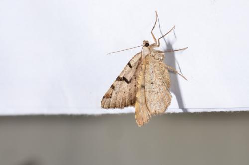 Macaria wauaria