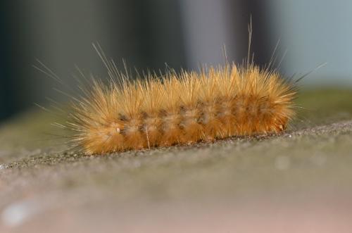 Diaphora mendica