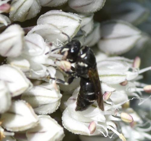 Hylaeus sp.