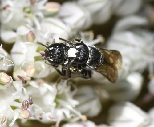 Hylaeus sp.