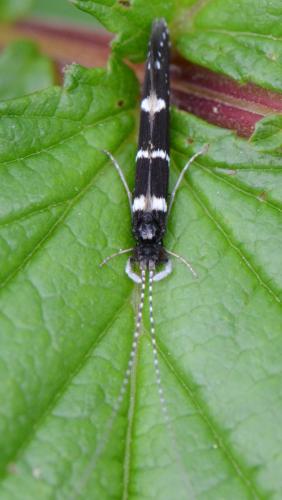 Réf. 166 042 : Leptocerus interruptus