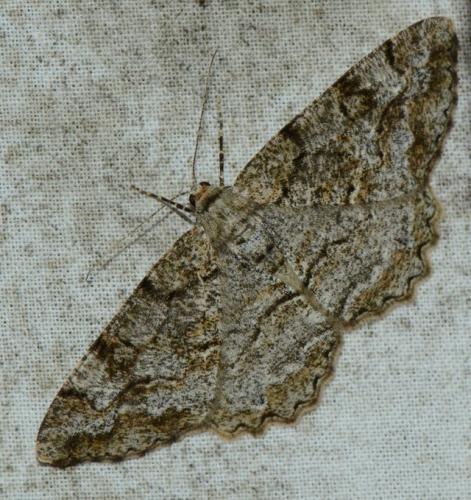 Réf. 166 345 : Alcis repandata