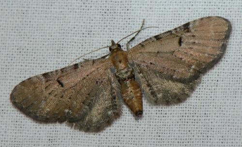 Eupithecia sp.