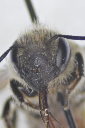 Réf. 166 441 : Osmia niveata