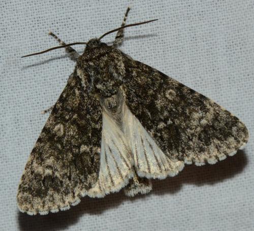 Réf. 166 723 : Subacronicta megacephala
