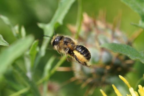 Réf. 166 440 : Osmia niveata